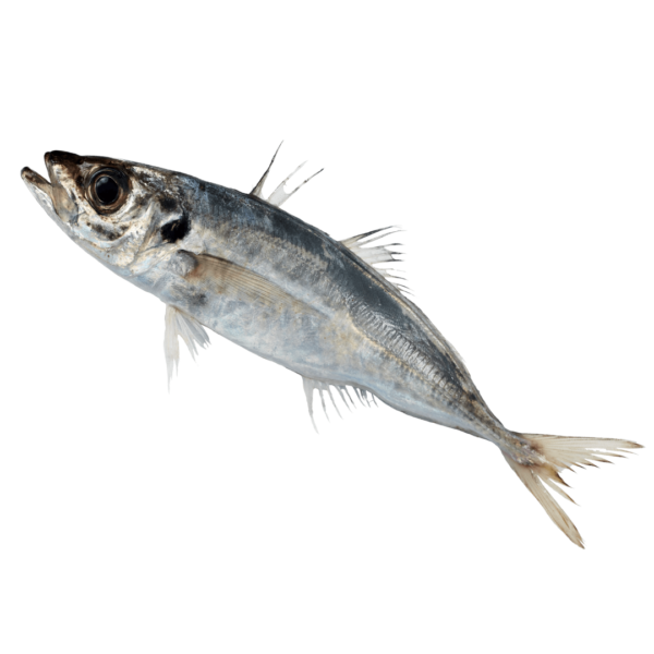 Carapau (7,90€/kg)