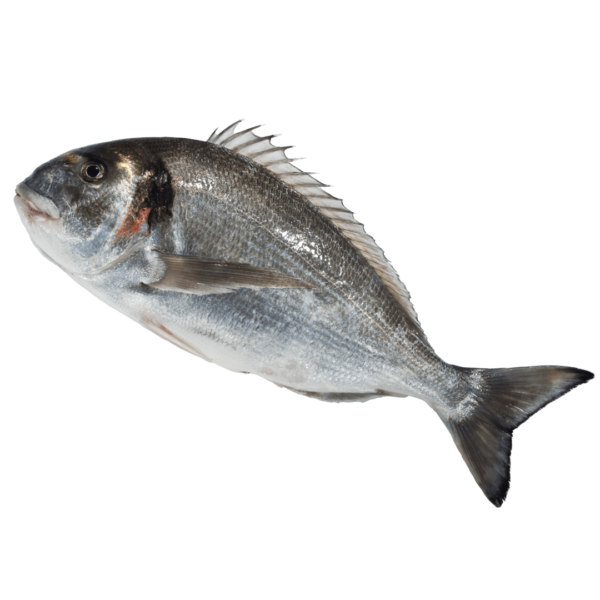Dourada das salinas (peq: 12,90€/kg, gr: 19,80€/kg)