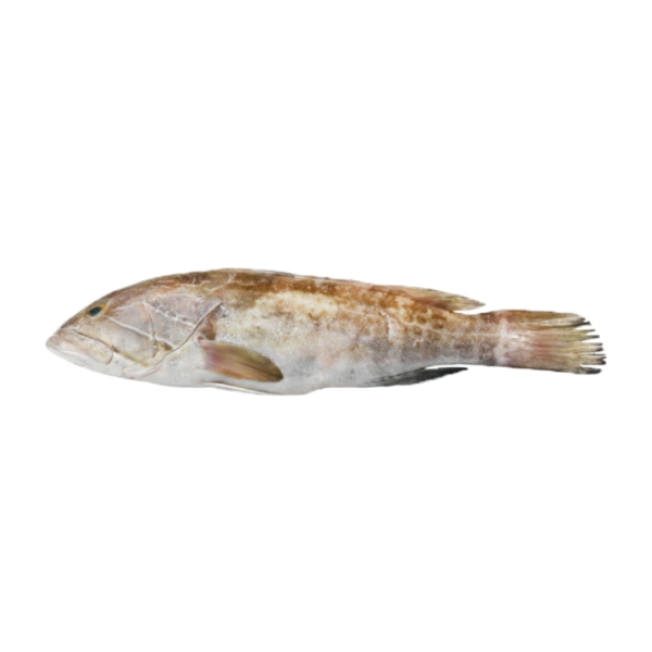 Garoupa (26€/kg)