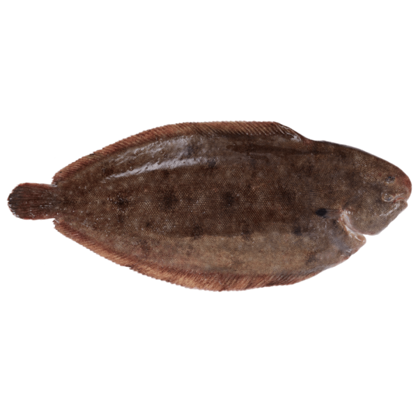 Linguado do mar (33,90€/kg)