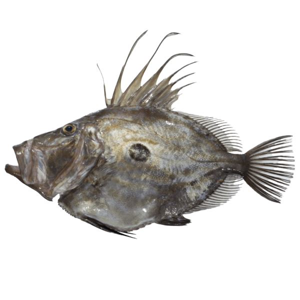 Peixe-galo (23,90€/kg)