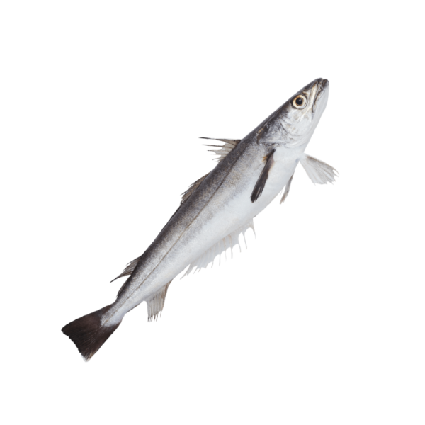 Pescada (18,90€/kg)