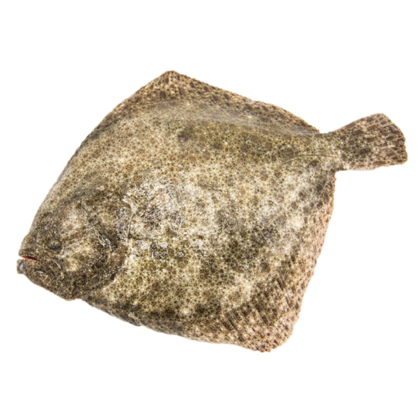 Pregado de viveiro (21,90€/kg)