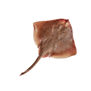 Raia inteira (8,9€/kg)