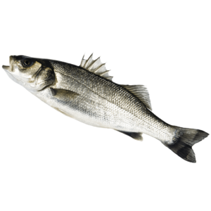 Robalo das salinas (peq: 19,80€/kg , gr: 12,90€/kg)