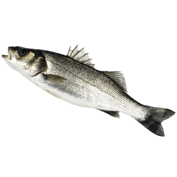 Robalo das salinas (peq: 19,80€/kg , gr: 12,90€/kg)