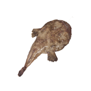 Tamboril de barriga preta nacional (17,90€/kg)