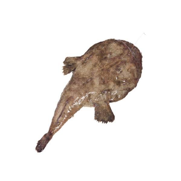 Tamboril de barriga preta nacional (17,90€/kg)